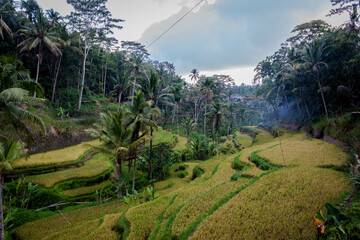 arroz ubud