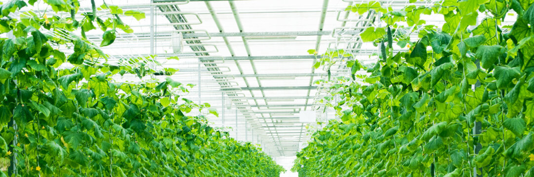 Growing green cucumbers in a large and bright greenhouse. Small green cucumbers on the farm. Web banner