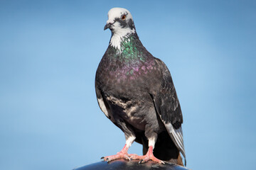 The domestic pigeon, was derived from the rock dove also called the rock pigeon. Is oldest domesticated bird.  In war the homing ability of pigeons has been put to use by making them messengers.