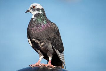 The domestic pigeon, was derived from the rock dove also called the rock pigeon. Is oldest domesticated bird.  In war the homing ability of pigeons has been put to use by making them messengers.