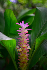 Obraz premium Purple blooming Curcuma parviflora flower