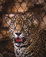 Tigre en Zoológico  © adrian