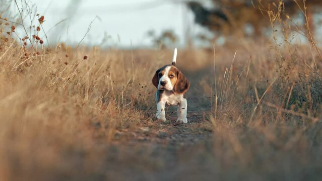 Happy beagle puppy running to camera. Active dog spending good time on walk on nature countryside background . Cute little doggy. Hunting breed.