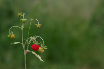 wild strawberry in the grass in summer forest