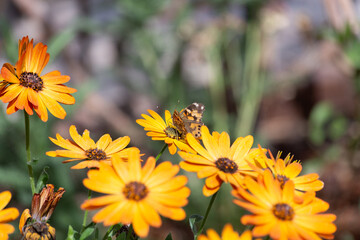 Sneaky and silent Vanessa carye western painted lady butterfly flutters among the blooming yellow daisy flowers in the garden looking for pollen