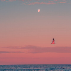 kite surfing on the beach