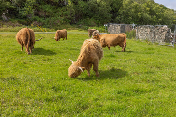 The Village of Duirinish near Plockton in Scotland. Highland cattle and sheep graze freely around...