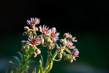sempervivum tectorum, commonly known as Common Houseleek in a flower pot