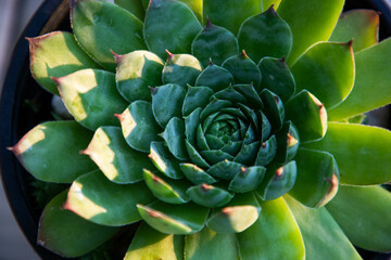 sempervivum tectorum, commonly known as Common Houseleek in a flower pot