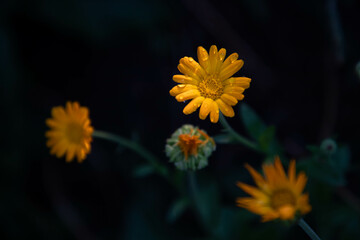calendula oficinalis or marigold blooming in garden