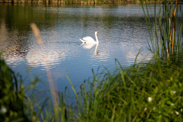 beautiful white swan swimming on lake