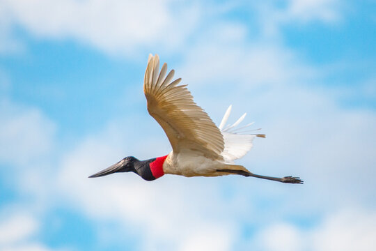 Jabiru mycteria