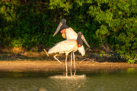 Jabiru mycteria