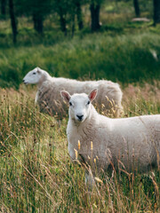 Naklejka premium sheep and lamb