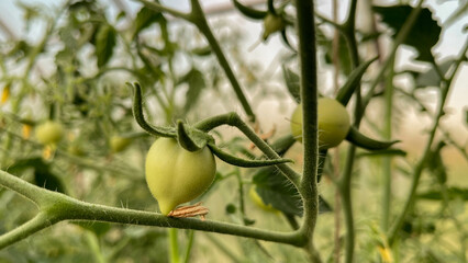 green tomatoes on a branch in the village