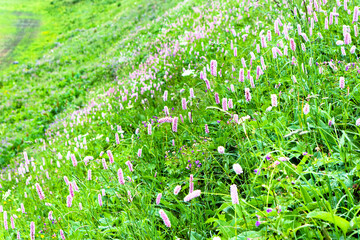 スイス モントリオール 高山植物