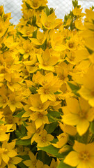 Japanese kerria flowers, Japanese spring flowers, beautiful yellow