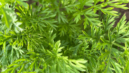 Young green carrot leaves texture. Agriculture background with green carrot leaves