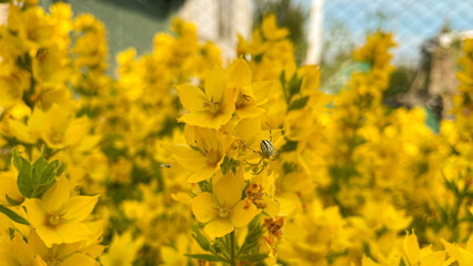 Japanese kerria flowers, Japanese spring flowers, beautiful yellow