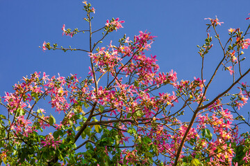 沖縄の花々