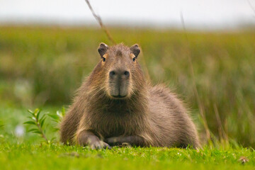 Capybara