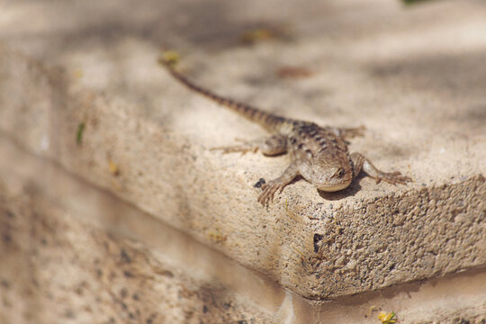 Sceloporus occidentalis western fence lizard sunning its scaly reptile body on stone pavers waiting for an ant to walk by for lunch