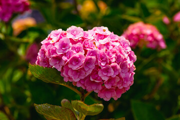 八面山あじさい園