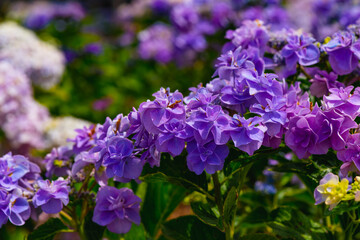 八面山あじさい園