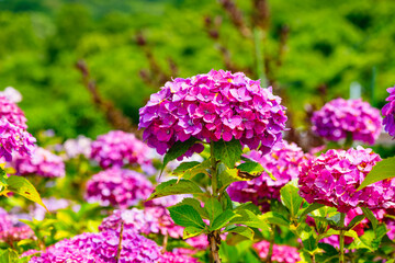 八面山あじさい園