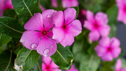 flowers in the garden