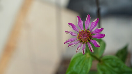 close up of a pink flower