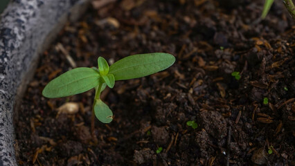 Naklejka premium green plant