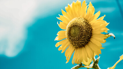 sunflower on blue background