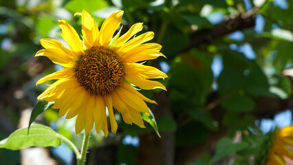sunflower on the field