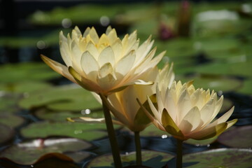 草津市立水生植物公園 みずの森の睡蓮