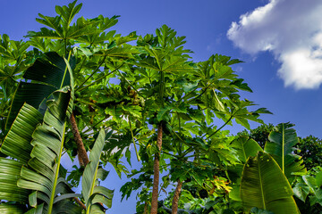 Obraz premium 茅打ちバンタ