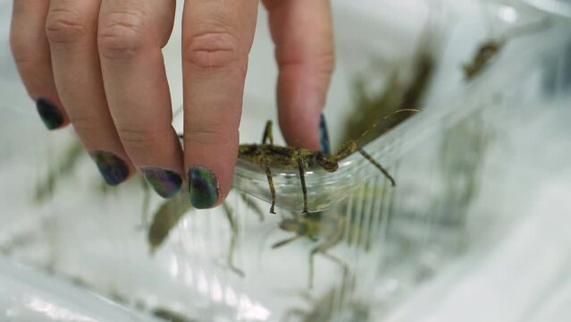 A lady trying hard to pry a stick insect off the edge of a plastic container