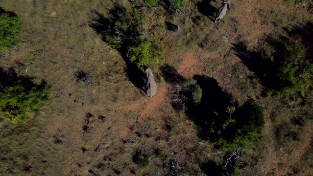African Elephant Eating Savanna Bush Tree In Wildlife Reserve, Aerial