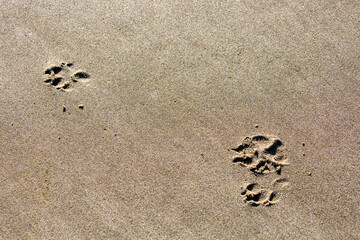 Dog footprints in the sand of an Oregon beach