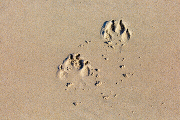 Dog footprints in the sand of an Oregon beach