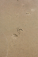 Fototapeta na wymiar Dog footprints in the sand of an Oregon beach