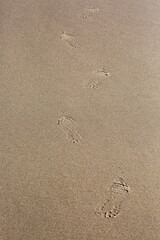 shoe footprints walking on a beach in Oregon