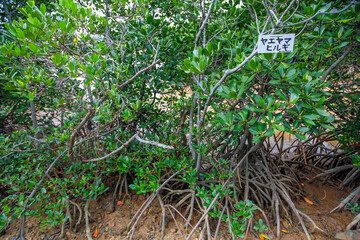 慶佐次湾のマングローブ