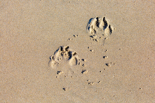 Dog Footprints In The Sand Of An Oregon Beach