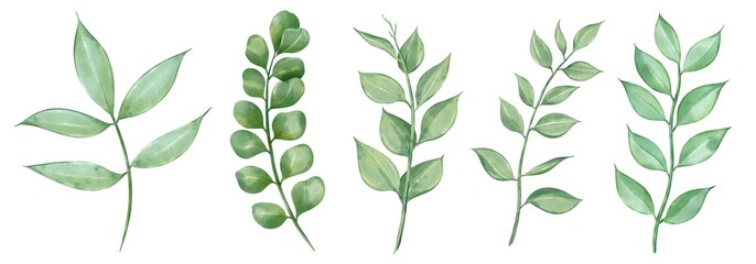 green wheat ears Set of greenery leaves twig branch plant spring object flora in watercolor style. botanical decorative illustration for wedding invitation card