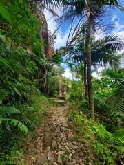 Obraz premium Path in the forest Puerto Rico.