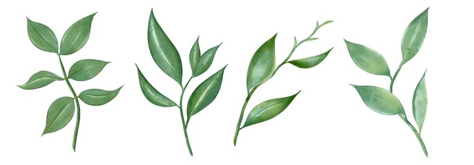Set of greenery leaves twig branch plant spring object flora in watercolor style. botanical decorative illustration for wedding invitation card