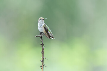 Ruby-throated Hummingbird (Archilochus colubris) Perched on twig