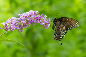Closeup of Pipevine Swallowtail (Battus philenor) on Lilac Bush