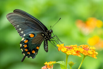 Closeup of Pipevine Swallowtail (Battus philenor) on Lantana Flower